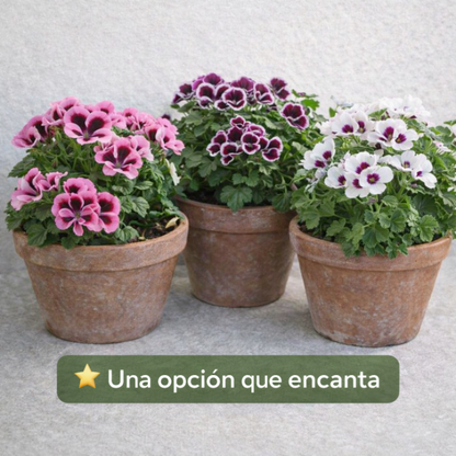 RoyalBloom™ – Semillas de Geranio del Pensamiento