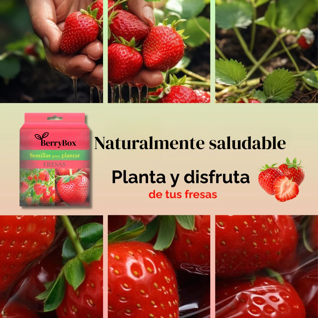 BerryBox: Semillas de Fresas