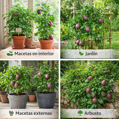PassionBloom: Semillas de la Fruta de la Pasión Brasileña
