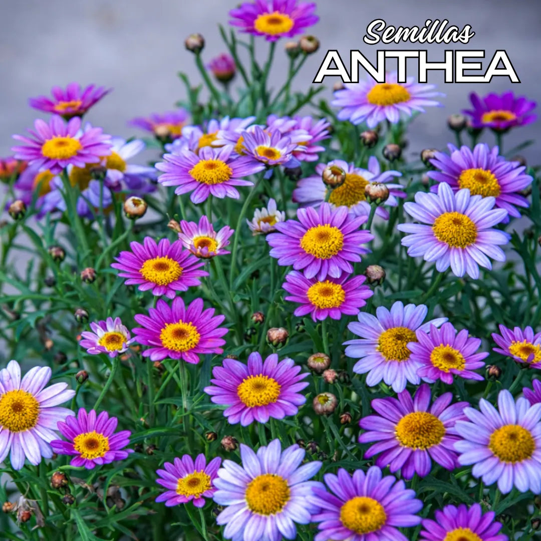Anthea: Semillas de Piretro - Repelente de insectos