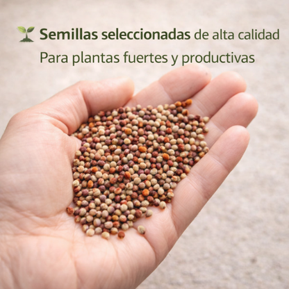 Celosia: Semillas de Flor de Terciopelo