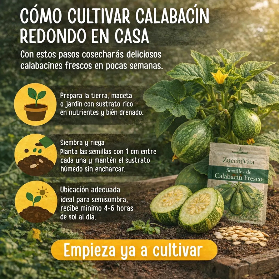 ZucchiVita™ – Semillas de Calabacín Fresco