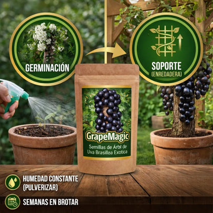 GrapeMagic - Semillas de Árbol de Uva Brasileña Exótica