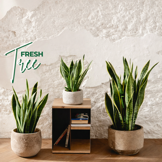 FreshTree | "Lengua de Suegra" Planta Purificadora de Aire y Resistente para Interior
