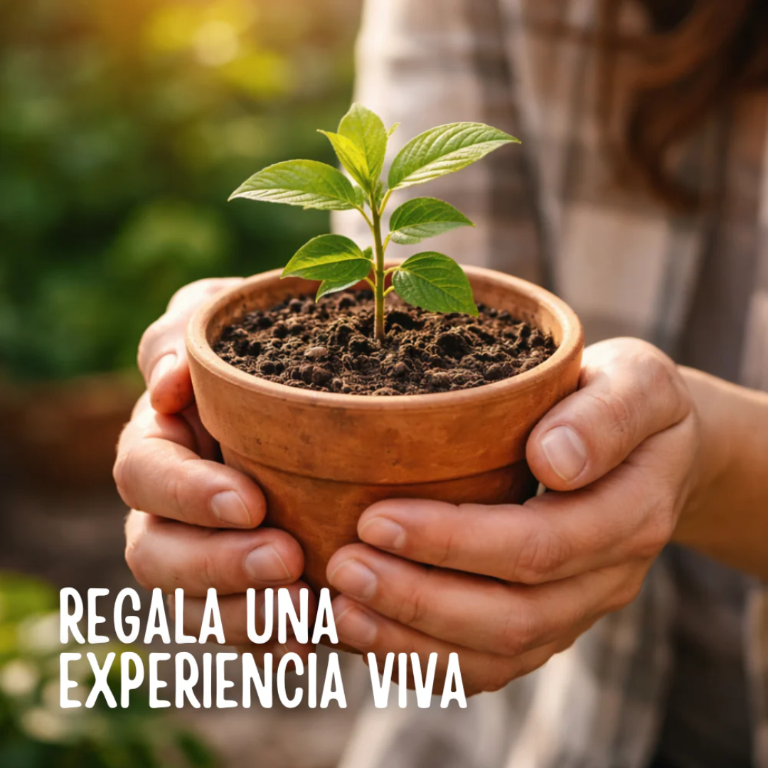 VividLuxe: Semillas de Coleus Premium de Colores Vibrantes