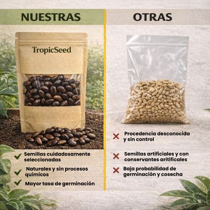 TropicSeed: Semillas de Guanábana Tropical de Sabor Intenso