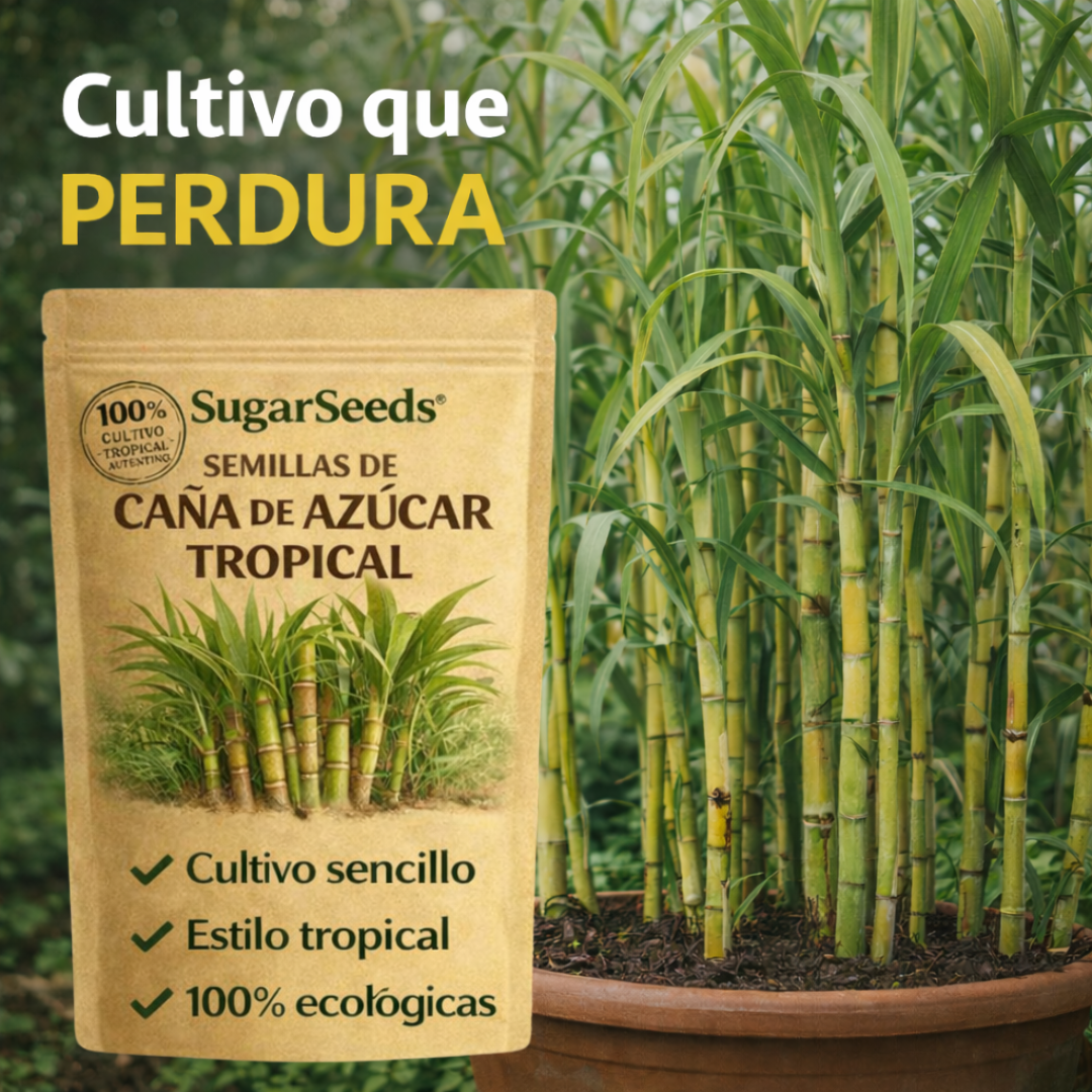 SugarSeeds: Semillas de Caña de Azúcar Tropical