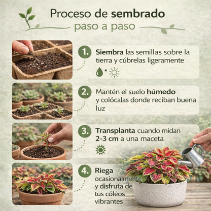 VividLuxe: Semillas de Coleus Premium de Colores Vibrantes