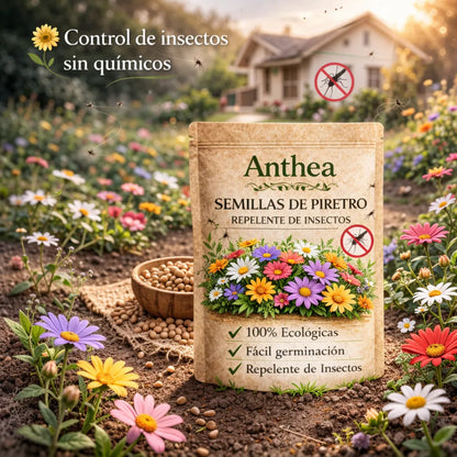 Anthea: Semillas de Piretro - Repelente de insectos