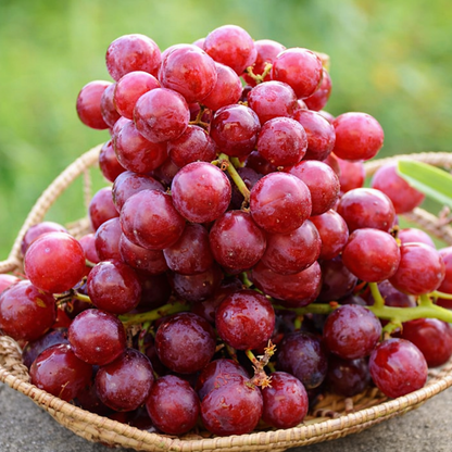 VinaBella™ – Semillas de Uva Reina Nina