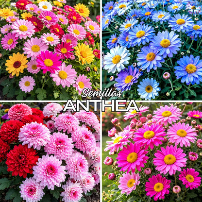 Anthea: Semillas de Piretro - Repelente de insectos