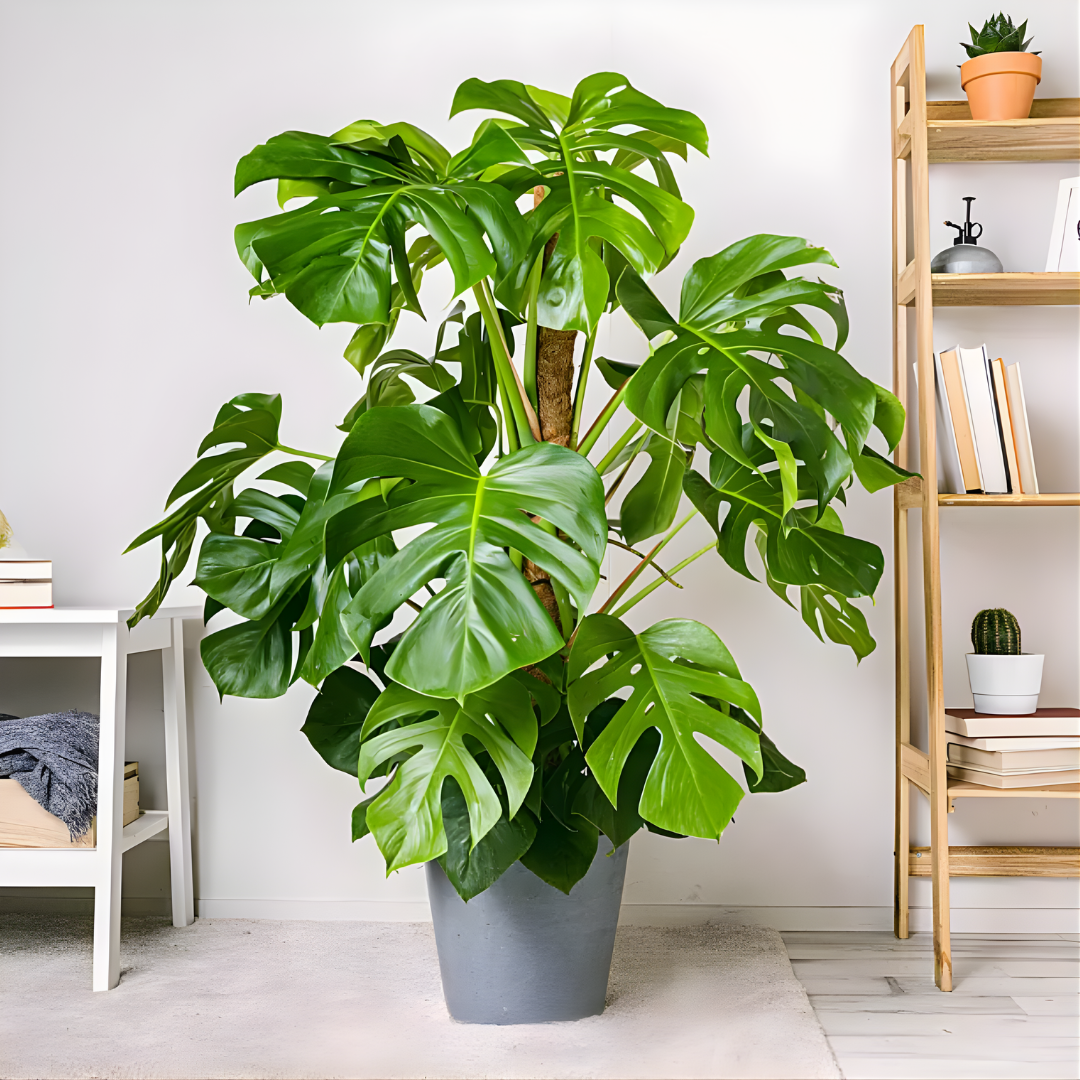 GreenLuxe | Planta Monstera Artificial Premium