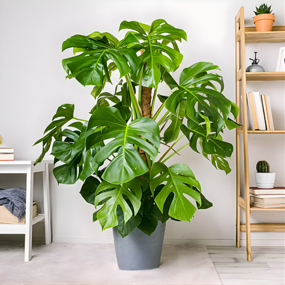 GreenLuxe | Planta Monstera Artificial Premium