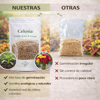 Celosia: Semillas de Flor de Terciopelo