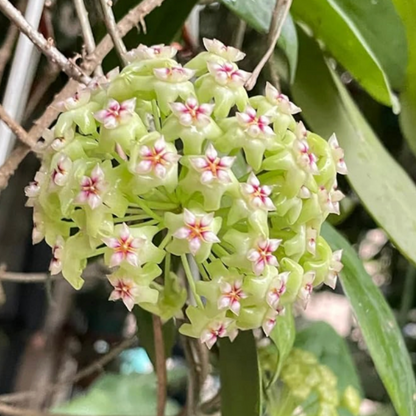 OrchidGlobe: Semillas de Esfera de Orquídea