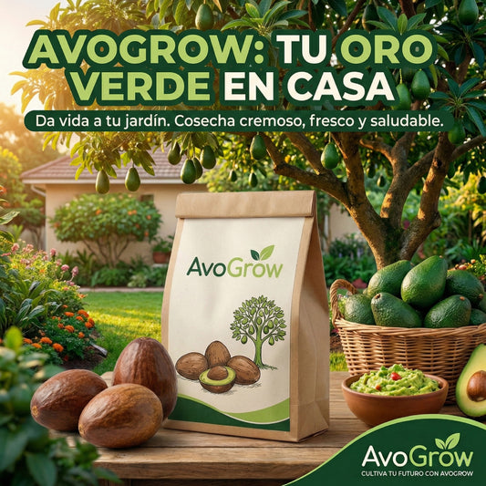 AvoGrow | Semillas de Árbol de Aguacate de Germinación Rápida
