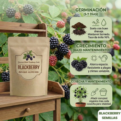 BlackBerry | Semillas de Frambuesa Negra Gourmet de Pulpa Dulce