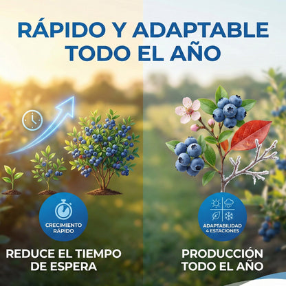 BlueVita | Semillas de Arándanos Dulces y Jugosos Premium