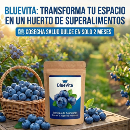 BlueVita | Semillas de Arándanos Dulces y Jugosos Premium