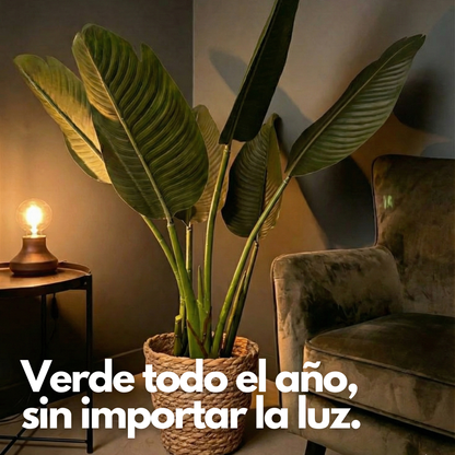 Botanic Fit: Planta Artificial Strelitzia Nicolai