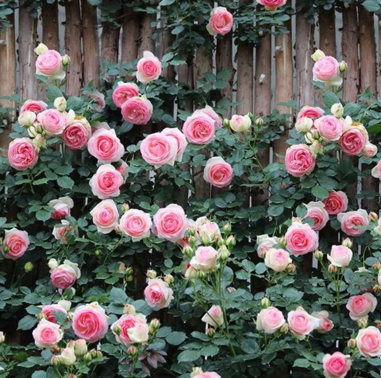 RoseClimb: Semillas de Rosa Trepadora