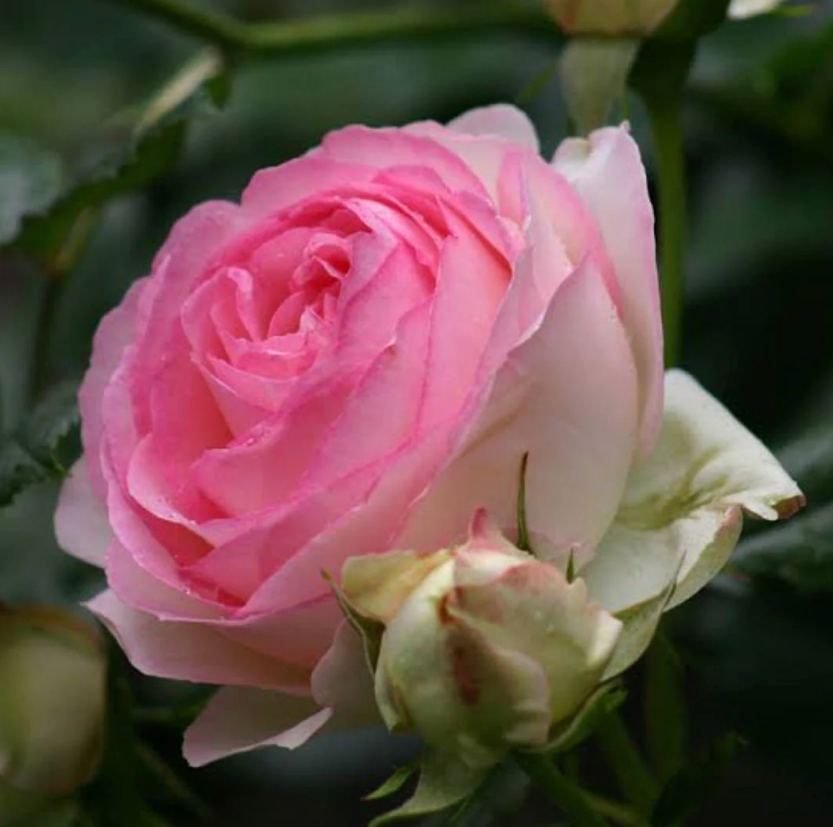 RoseClimb: Semillas de Rosa Trepadora