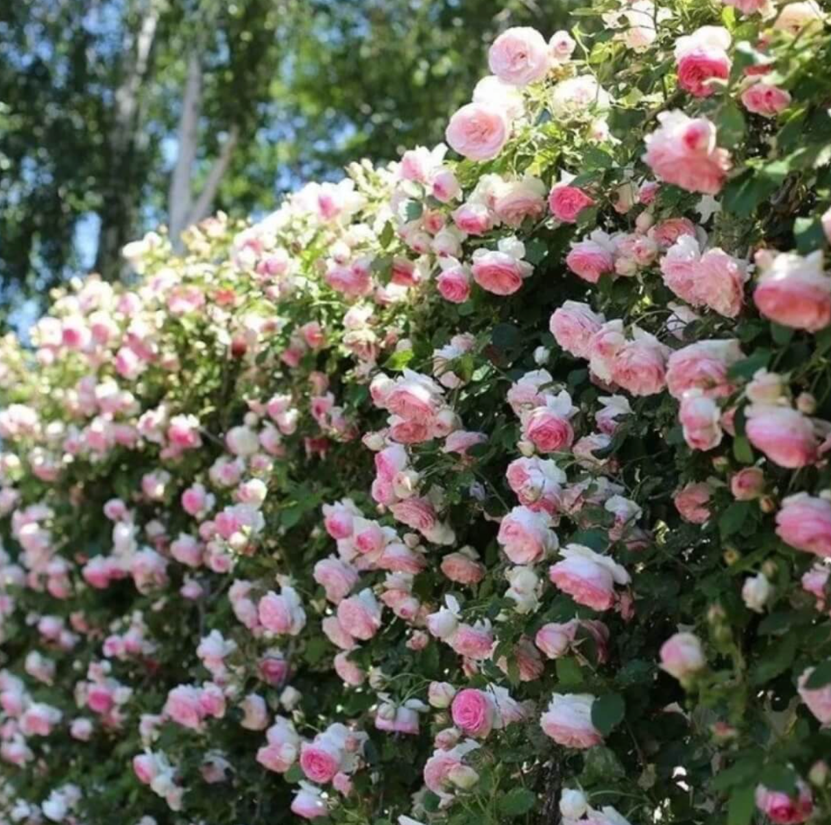 RoseClimb: Semillas de Rosa Trepadora