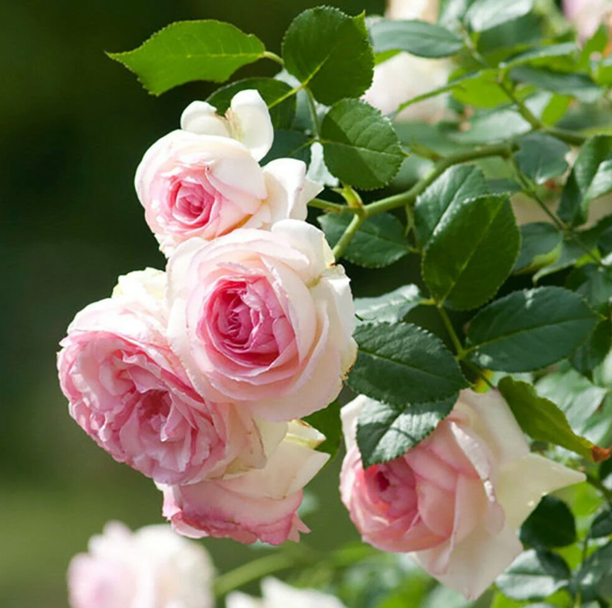 RoseClimb: Semillas de Rosa Trepadora