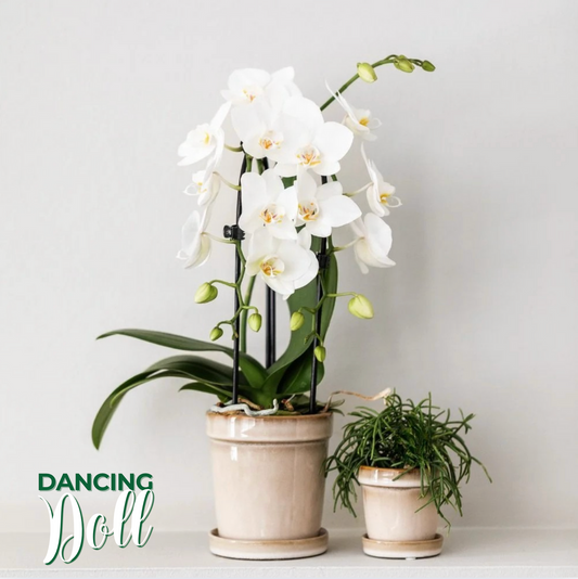 DancingDoll: Orquídea bailarina de Madagascar