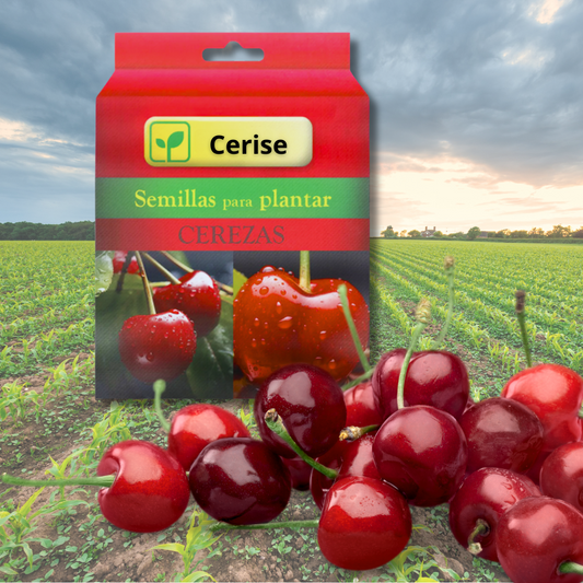 Cerise | Semillas de cereza