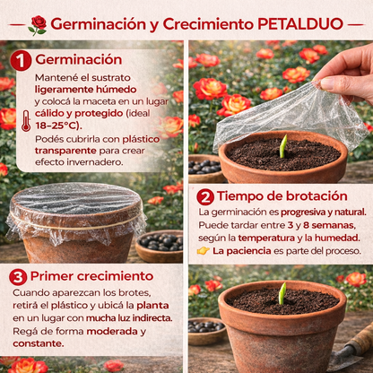 PetalDuo | Semillas de Rosa DuoColor