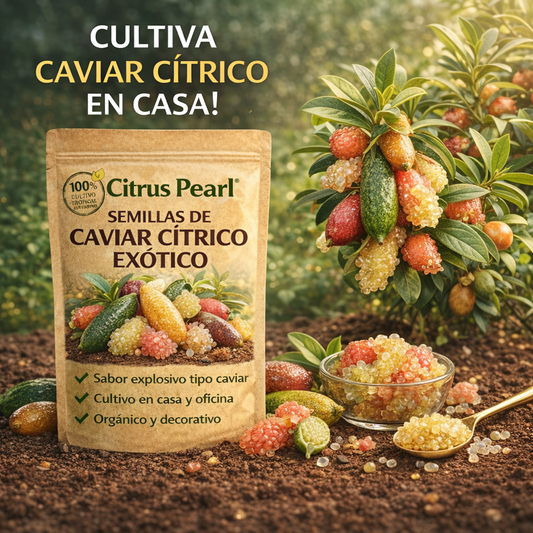 Citrus Pearl - Semillas de Caviar Cítrico Exótico