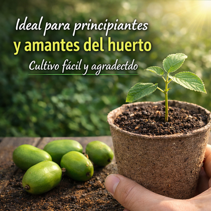 MiniGreen: Semillas de Mini Kiwis