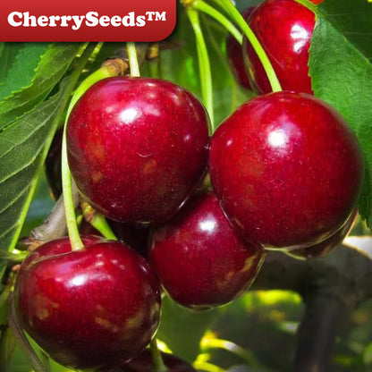 CherrySeeds™ – Semillas Premium de Cereza
