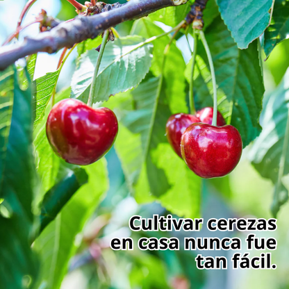 Cerise | Semillas de cereza