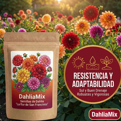 DahliaMix: Semillas de Dahlia "La flor de San Francisco"