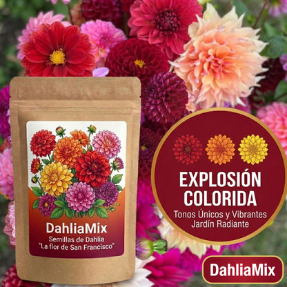 DahliaMix: Semillas de Dahlia "La flor de San Francisco"