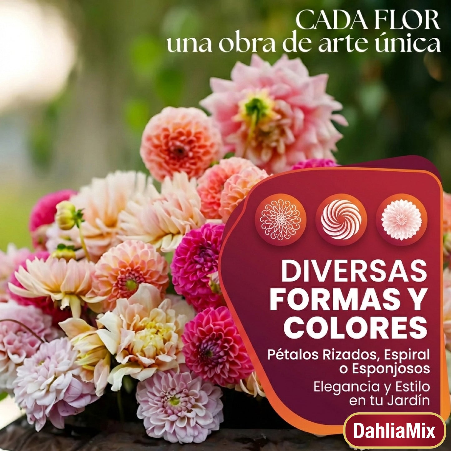 DahliaMix: Semillas de Dahlia "La flor de San Francisco"