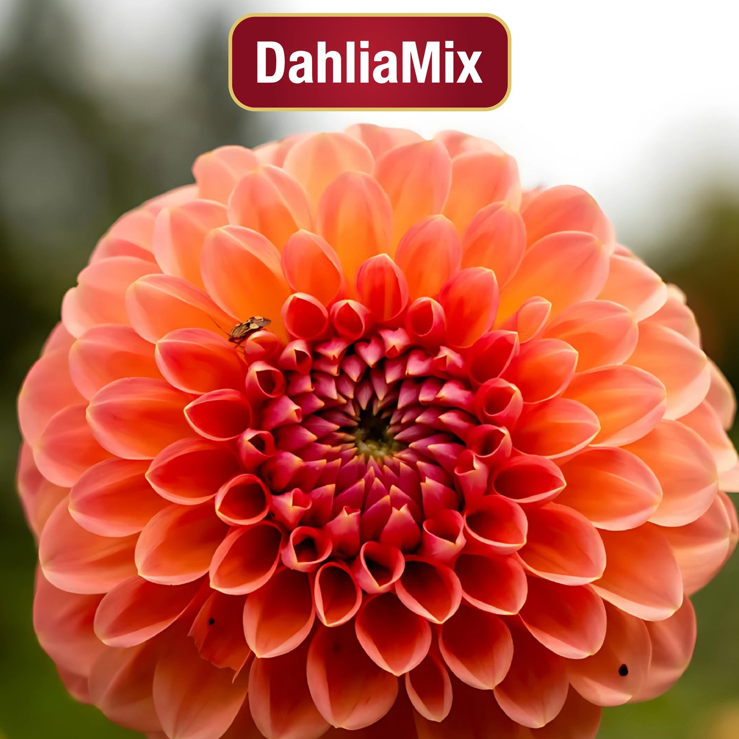 DahliaMix: Semillas de Dahlia "La flor de San Francisco"