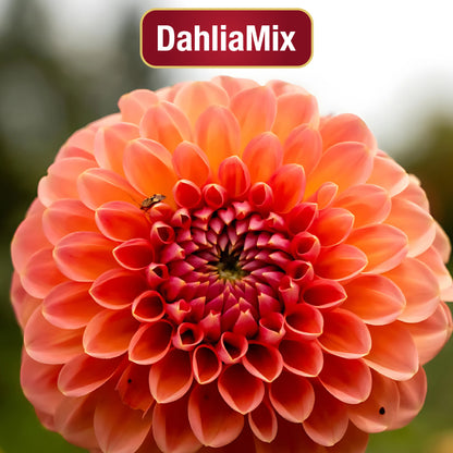 DahliaMix: Semillas de Dahlia "La flor de San Francisco"