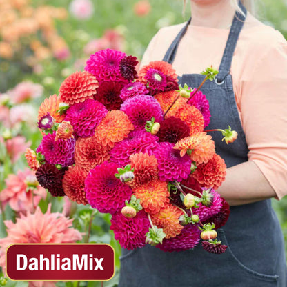 DahliaMix: Semillas de Dahlia "La flor de San Francisco"
