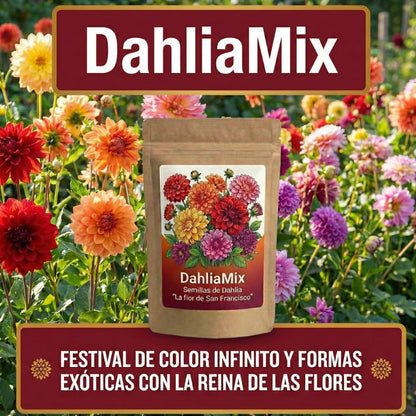 DahliaMix: Semillas de Dahlia "La flor de San Francisco"