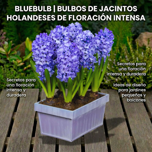 BlueBulb | Bulbos de Jacintos Holandeses de Floración Intensa