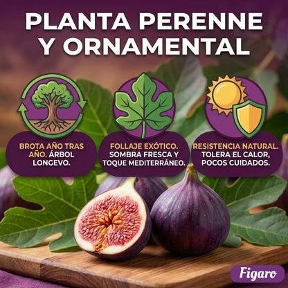 Figaro™ – Semillas de Higo Imperial