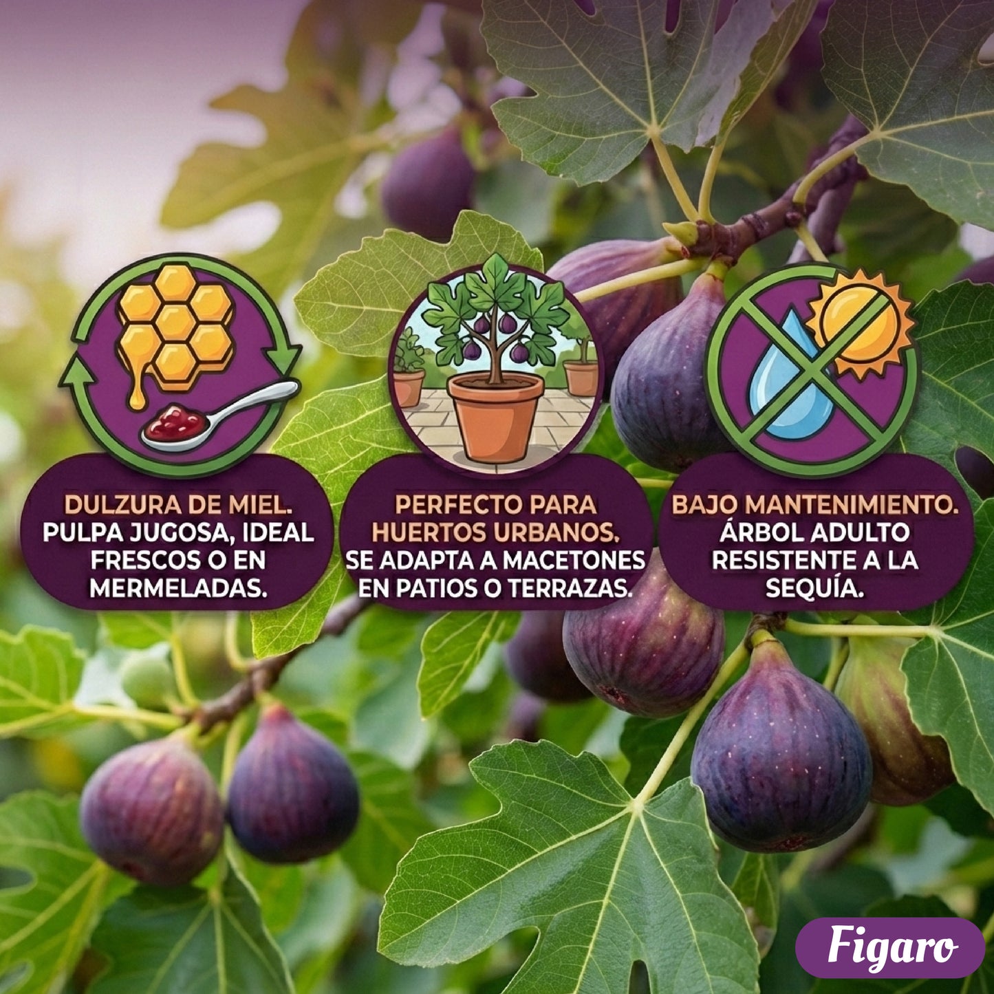 Figaro™ – Semillas de Higo Imperial