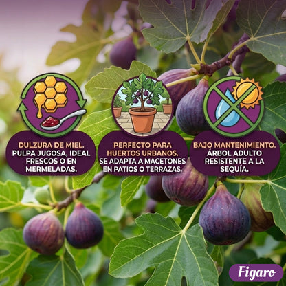 Figaro™ – Semillas de Higo Imperial