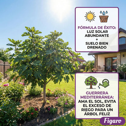 Figaro™ – Semillas de Higo Imperial