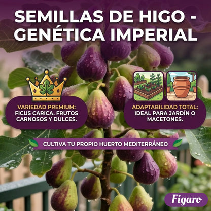 Figaro™ – Semillas de Higo Imperial