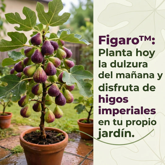 Figaro™ – Semillas de Higo Imperial