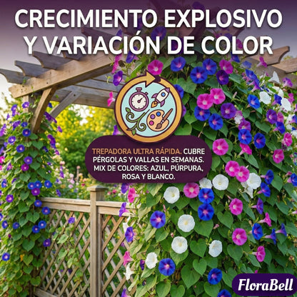 FloraBell | Semillas de Campanilla Trepadora de Floración Rápida